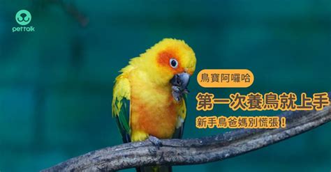 家裡養鳥好嗎|第一次養鳥就上手！各種鸚鵡特點怎麼選？獸醫師：新。